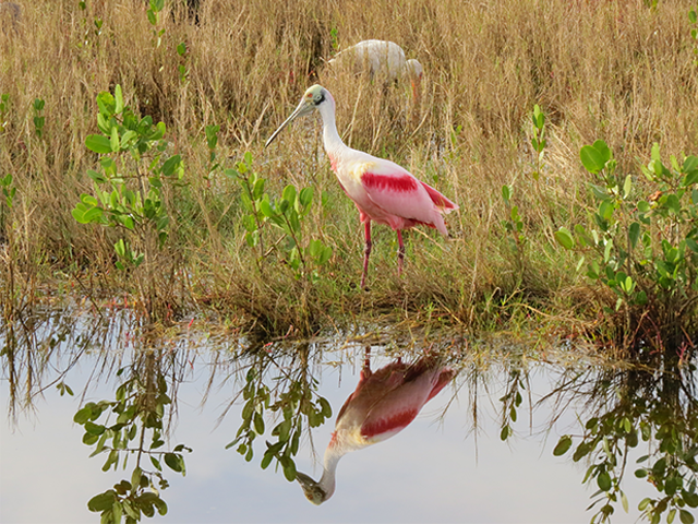 Roseate Spoonbill by Simon Thompson
